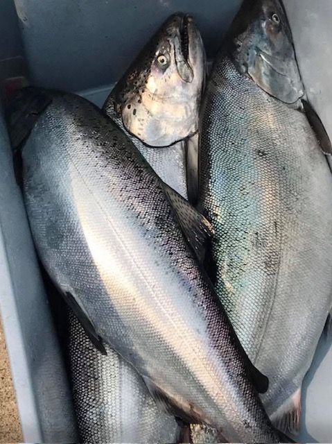 Three fish stored in a cooler, the fish are large and silver in color. The cooler is grey and is sitting on a counter top.